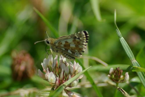 Réf. 184 603 : Pyrgus sp.